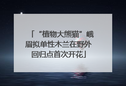 “植物大熊猫”峨眉拟单性木兰在野外回归点首次开花