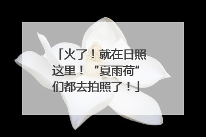火了！就在日照这里！“夏雨荷”们都去拍照了！