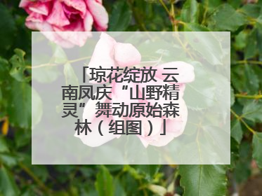 琼花绽放 云南凤庆“山野精灵”舞动原始森林（组图）