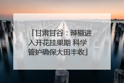 甘肃甘谷：辣椒进入开花挂果期 科学管护确保大田丰收