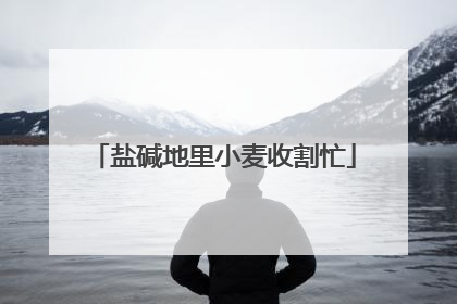 盐碱地里小麦收割忙