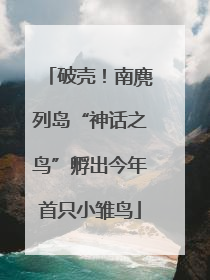 破壳！南麂列岛“神话之鸟”孵出今年首只小雏鸟