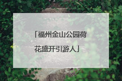福州金山公园荷花盛开引游人
