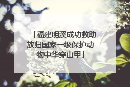福建明溪成功救助放归国家一级保护动物中华穿山甲