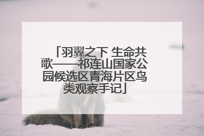 羽翼之下 生命共歌——祁连山国家公园候选区青海片区鸟类观察手记