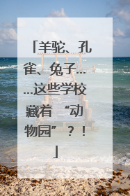 羊驼、孔雀、兔子……这些学校藏着 “动物园”？！