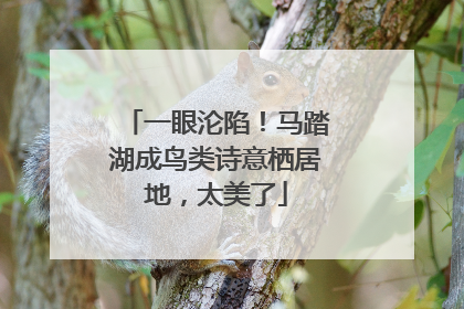 一眼沦陷！马踏湖成鸟类诗意栖居地，太美了