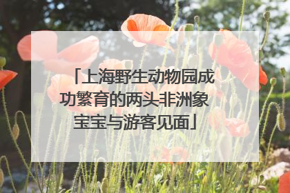 上海野生动物园成功繁育的两头非洲象宝宝与游客见面