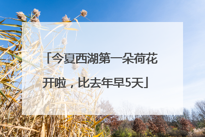 今夏西湖第一朵荷花开啦，比去年早5天