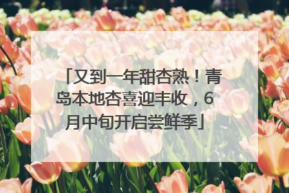 又到一年甜杏熟！青岛本地杏喜迎丰收，6月中旬开启尝鲜季