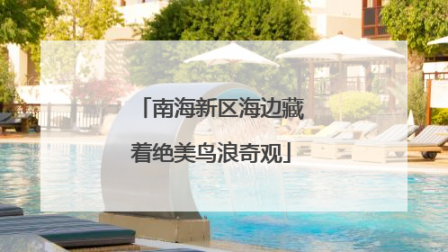 南海新区海边藏着绝美鸟浪奇观