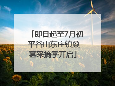 即日起至7月初 平谷山东庄镇桑葚采摘季开启