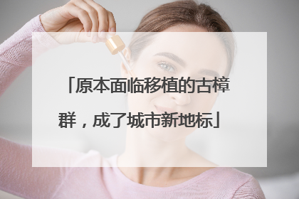 原本面临移植的古樟群，成了城市新地标