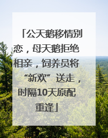 公天鹅移情别恋，母天鹅拒绝相亲，饲养员将“新欢”送走，时隔10天原配重逢