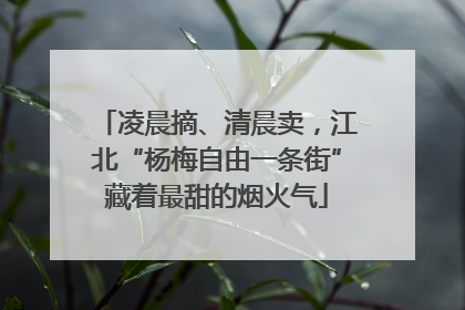 凌晨摘、清晨卖，江北“杨梅自由一条街”藏着最甜的烟火气