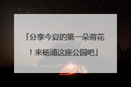 分享今夏的第一朵荷花！来杨浦这座公园吧