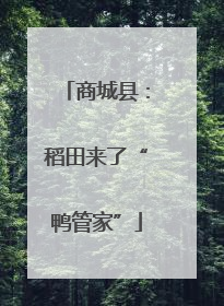 商城县：稻田来了“鸭管家”