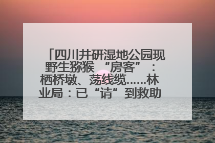 四川井研湿地公园现野生猕猴 “房客”：栖桥墩、荡线缆……林业局：已“请”到救助站，将放归自然
