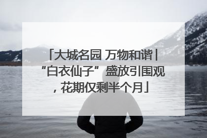 大城名园 万物和谐│“白衣仙子”盛放引围观，花期仅剩半个月