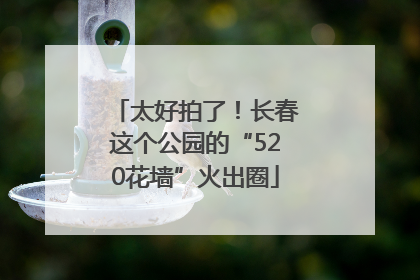 太好拍了！长春这个公园的“520花墙”火出圈