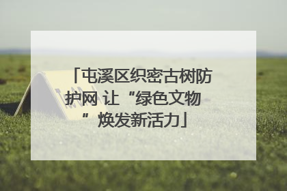 屯溪区织密古树防护网 让“绿色文物”焕发新活力