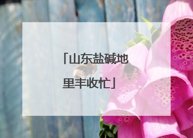 山东盐碱地里丰收忙