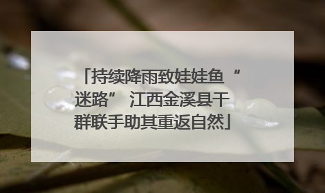 持续降雨致娃娃鱼“迷路” 江西金溪县干群联手助其重返自然