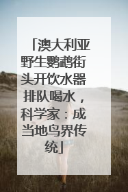 澳大利亚野生鹦鹉街头开饮水器排队喝水，科学家：成当地鸟界传统