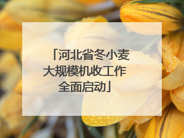 河北省冬小麦大规模机收工作全面启动