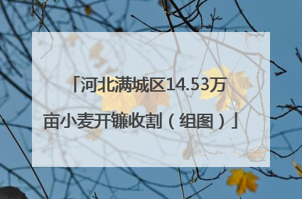 河北满城区14.53万亩小麦开镰收割（组图）