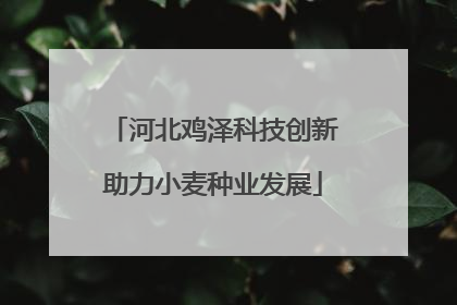 河北鸡泽科技创新助力小麦种业发展
