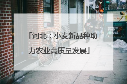 河北：小麦新品种助力农业高质量发展