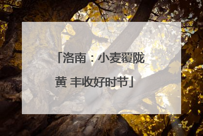 洛南：小麦覆陇黄 丰收好时节