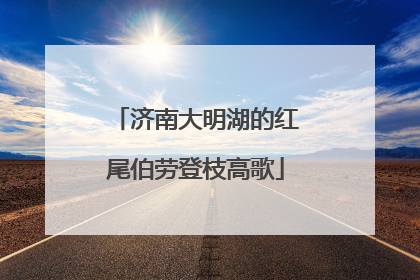 济南大明湖的红尾伯劳登枝高歌