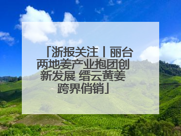 浙报关注丨丽台两地姜产业抱团创新发展 缙云黄姜跨界俏销