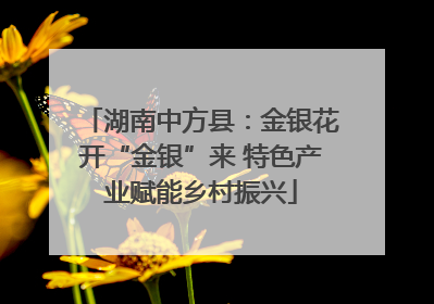 湖南中方县：金银花开“金银”来 特色产业赋能乡村振兴