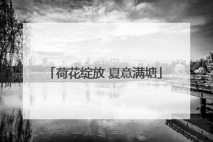 荷花绽放 夏意满塘