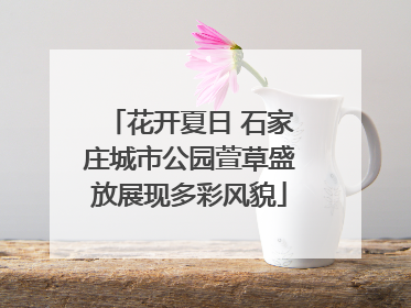 花开夏日 石家庄城市公园萱草盛放展现多彩风貌