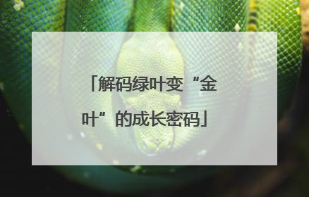 解码绿叶变“金叶”的成长密码