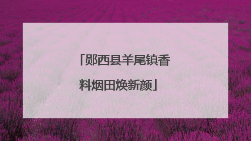 郧西县羊尾镇香料烟田焕新颜