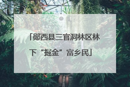 郧西县三官洞林区林下“掘金”富乡民