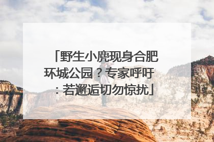野生小麂现身合肥环城公园？专家呼吁：若邂逅切勿惊扰
