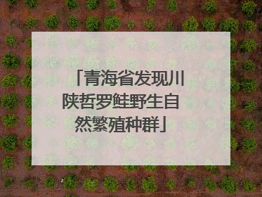青海省发现川陕哲罗鲑野生自然繁殖种群