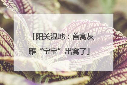 阳关湿地：首窝灰雁“宝宝”出窝了