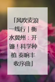 风吹麦浪一线行｜衡水冀州：开镰！科学种植 奏响丰收序曲