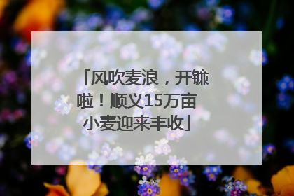 风吹麦浪，开镰啦！顺义15万亩小麦迎来丰收