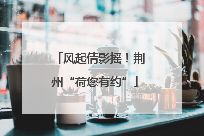 风起倩影摇！荆州“荷您有约”