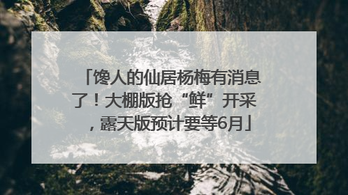 馋人的仙居杨梅有消息了！大棚版抢“鲜”开采，露天版预计要等6月