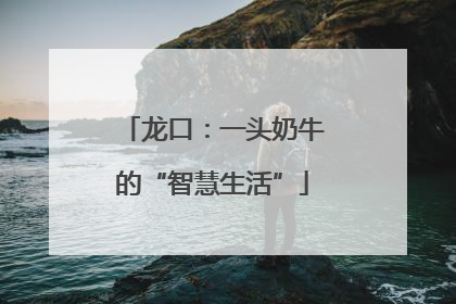 龙口：一头奶牛的“智慧生活”