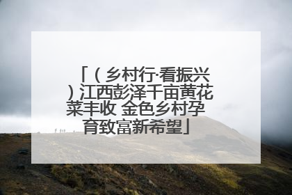 （乡村行·看振兴）江西彭泽千亩黄花菜丰收 金色乡村孕育致富新希望